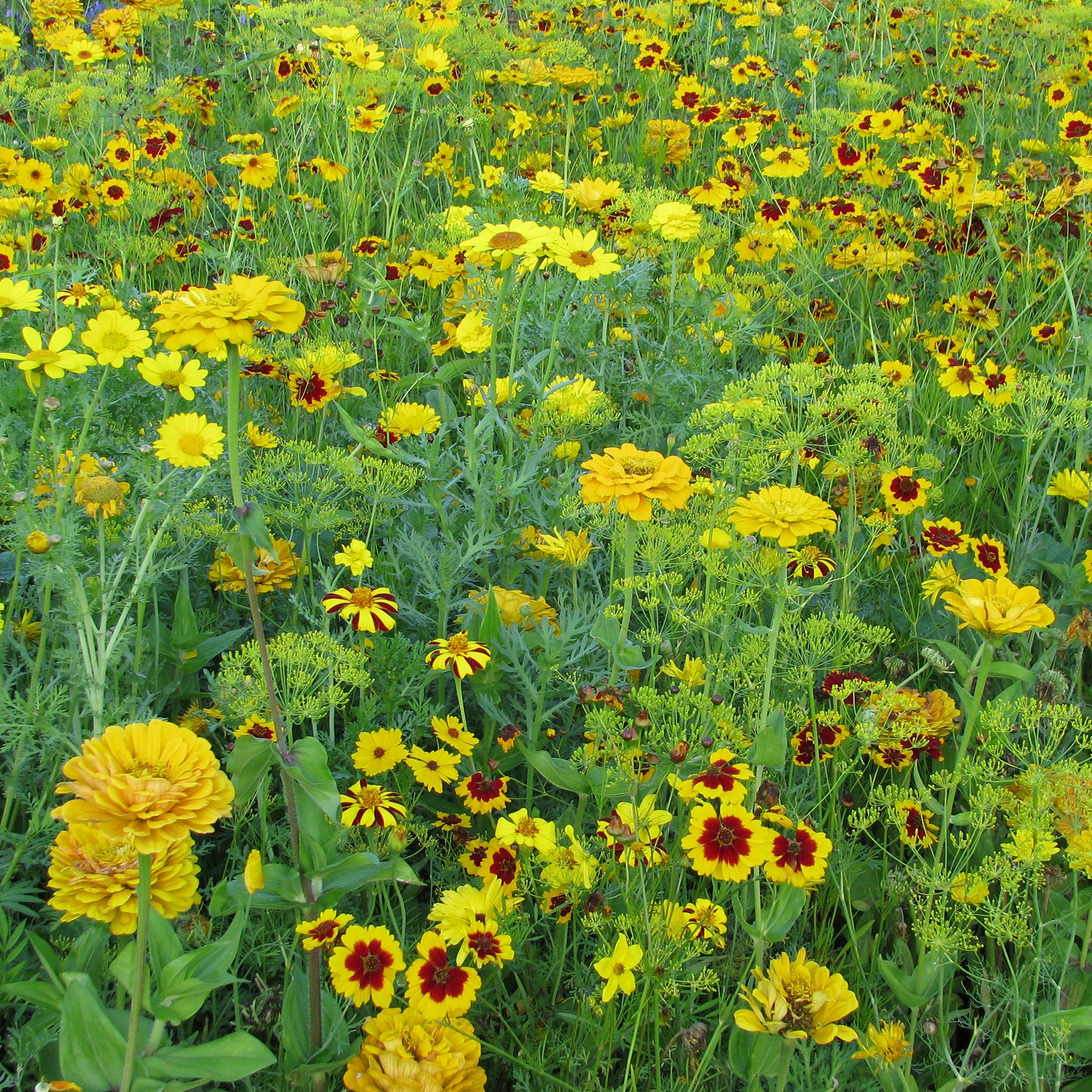 Goldfarbene Blütenmischung - Willemse
