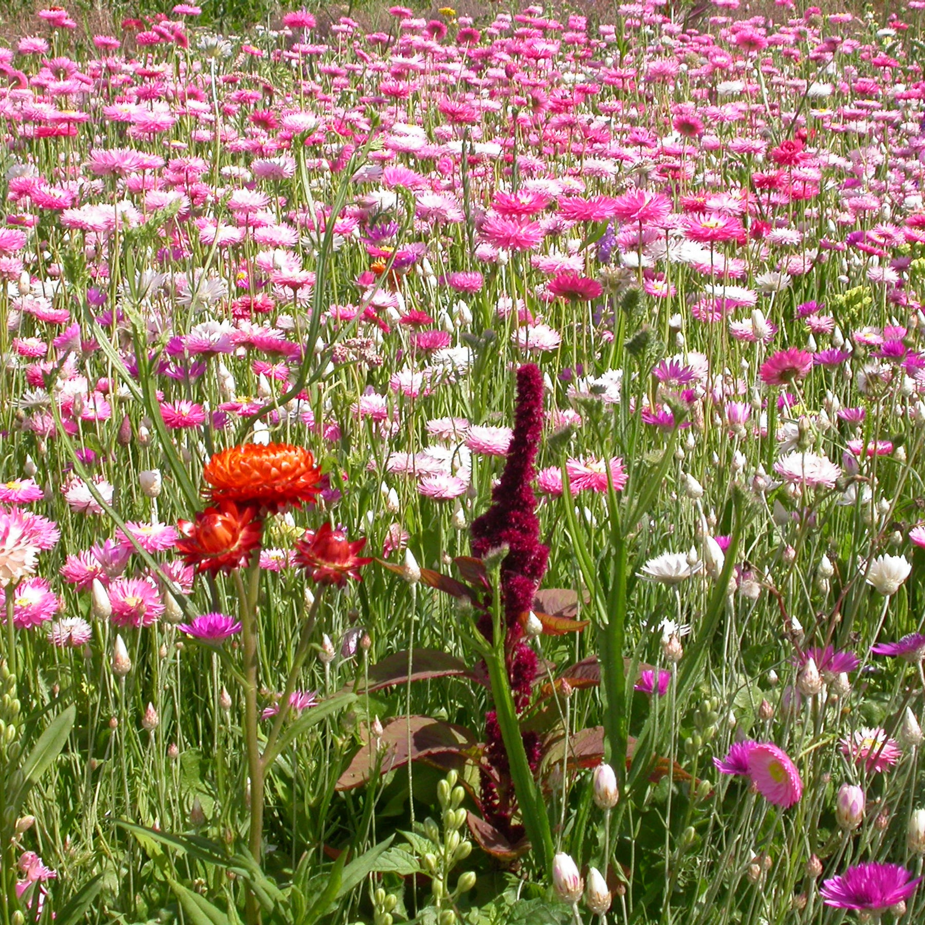 Blumenmischung für Trockenblumensträuße leicht säen
