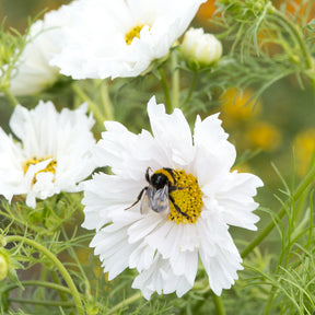 Schmuckkörbchen 'Double Dutch White' - Willemse