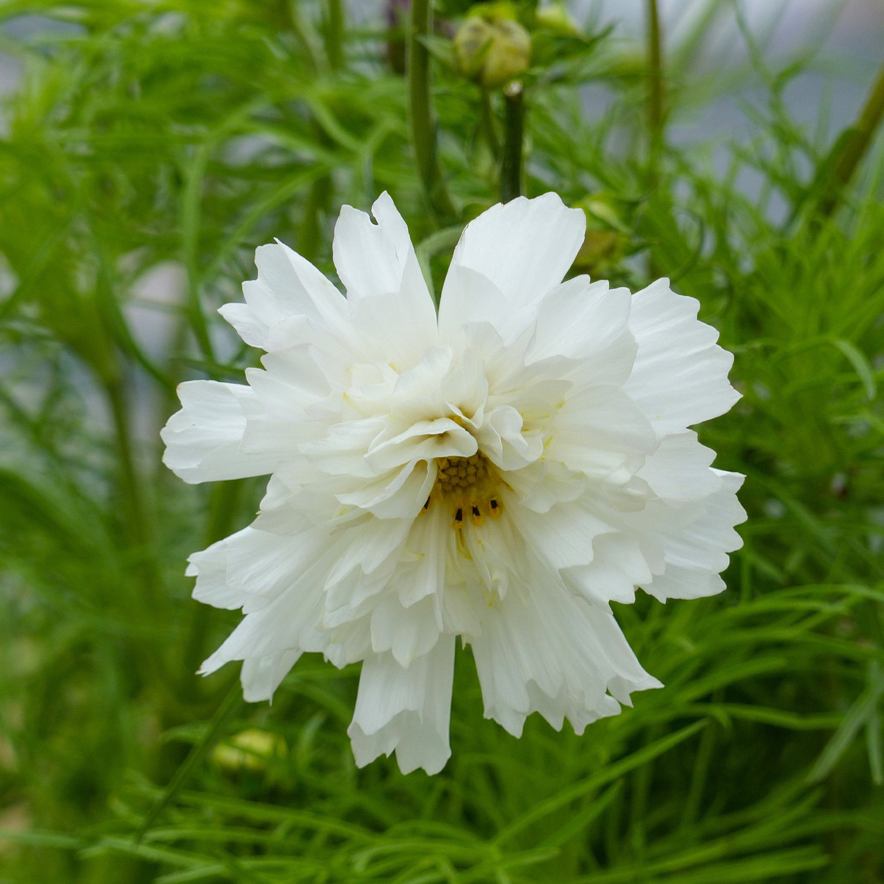 Schmuckkörbchen 'Double Dutch White' - Cosmos bipinnatus 'Double Dutch White' - Willemse