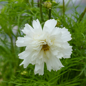 Schmuckkörbchen 'Double Dutch White' - Cosmos bipinnatus 'Double Dutch White' - Willemse