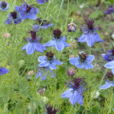 Nigella papillosa (hispanica) - Spanischer Schwarzkümmel 'Midnight' - Blumensamen