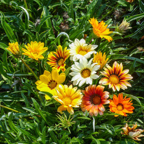 Gazanie Sunshine Hybrids - Willemse