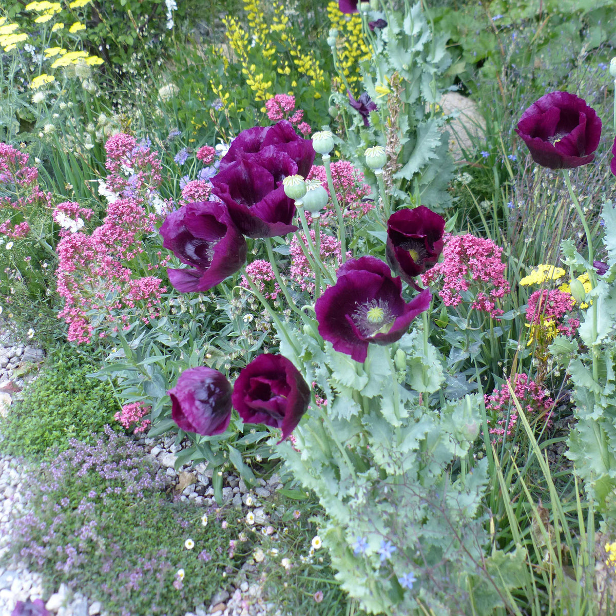 Schlafmohn Lauren's Grape - Willemse