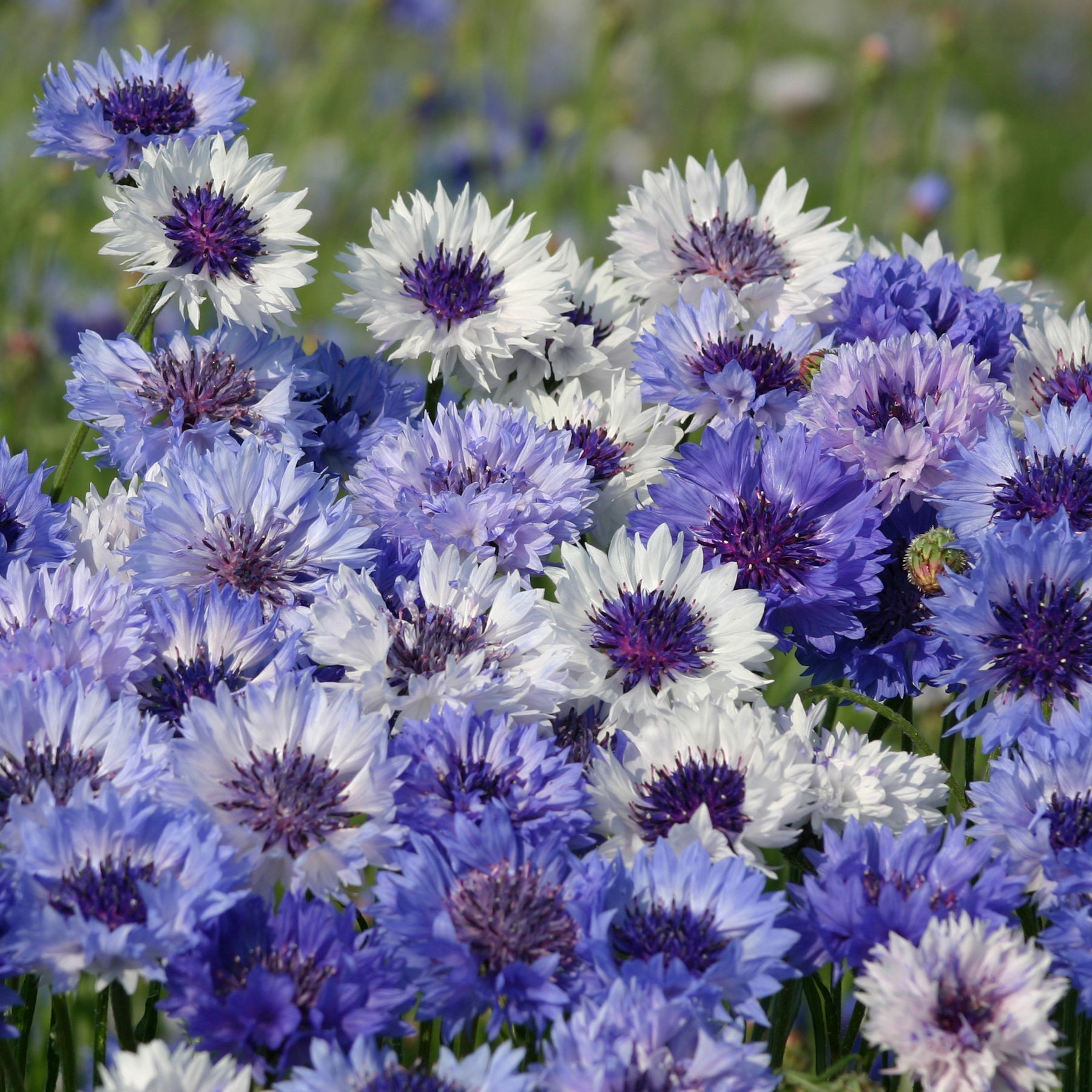 Kornblume Classic Fantastic - Willemse