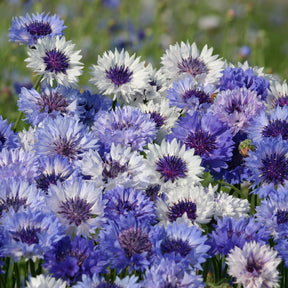 Kornblume Classic Fantastic - Willemse