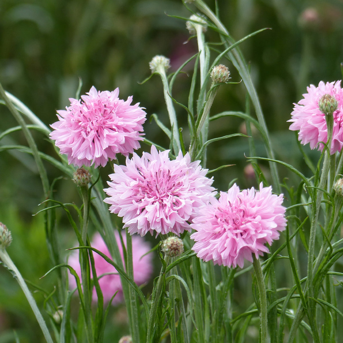Kornblume Pinkie - Willemse