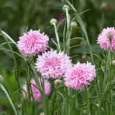 Kornblume Pinkie - Willemse