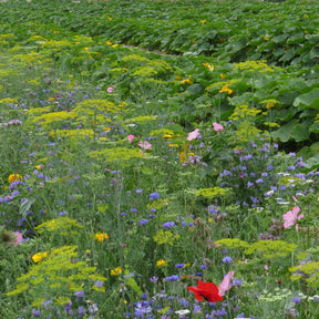 Nützliche Blumen für den Gemüsegarten - Willemse