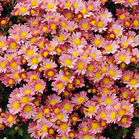 Pazifische Chrysantheme Bengo Rosa - Ajania bellania Bengo Rosa - Willemse