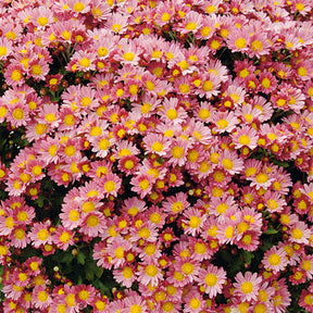 Pazifische Chrysantheme Bengo Rosa - Willemse