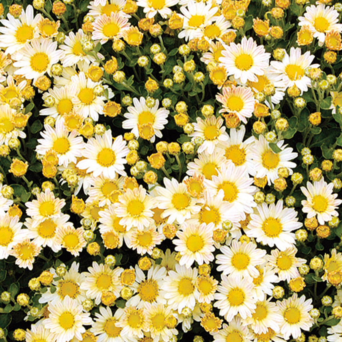 Ajania bellania Bengo Weiss - Pazifische Chrysantheme Bengo Weiss - Blumen für Terrasse und Balkon