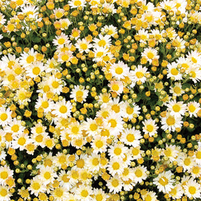 Pazifische Chrysantheme Bengo Weiss - Willemse