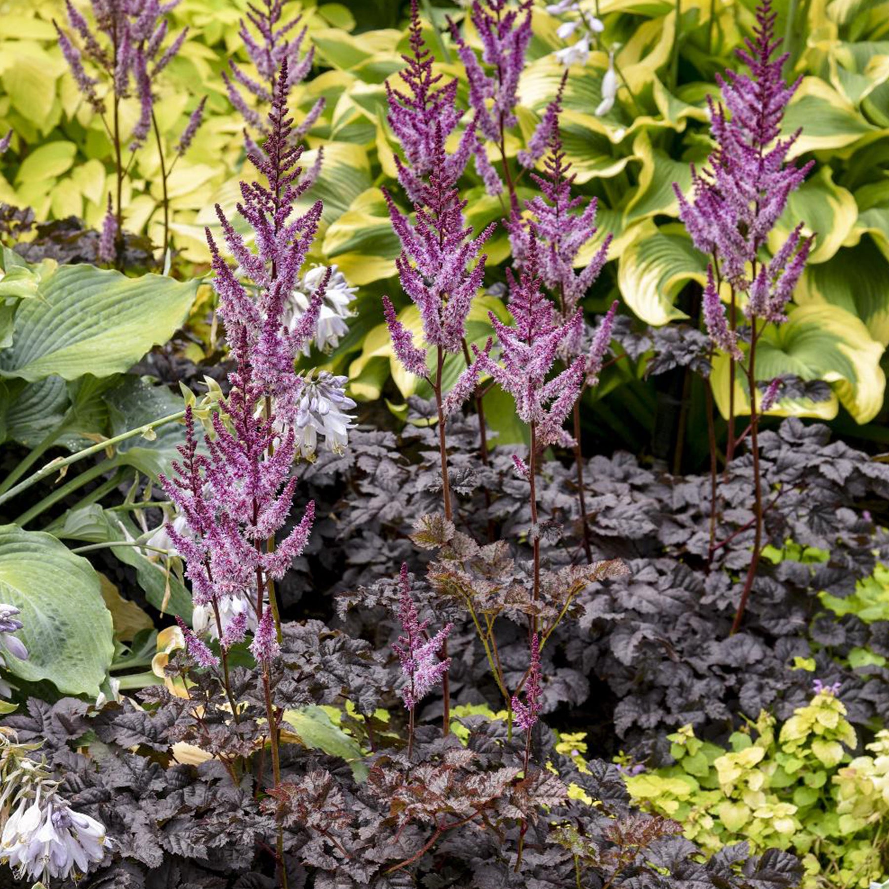 Astilbe chinensis Dark Side of the Moon ® - Prachtspiere 'Dark Side of the Moon'® - Astilbe - Prachtspiere