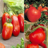 Tomaten-Kollektion 'Savoureuse'
