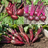 Rote-Bete-Kollektion