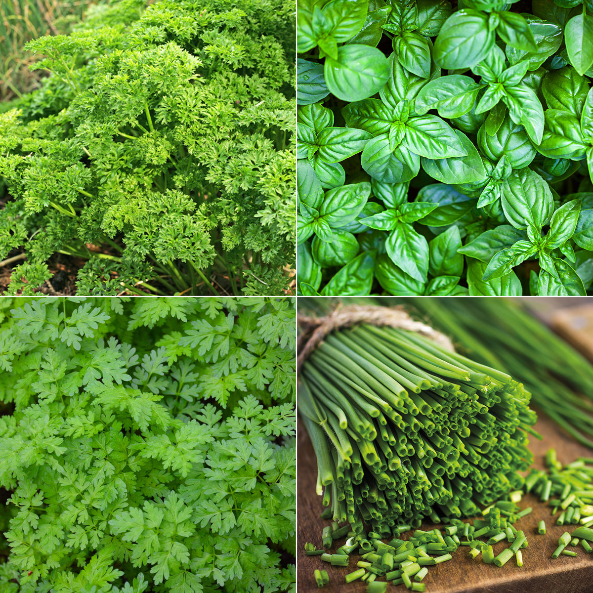 Kräuter Mischung (Petersilie, Basilikum, Kerbel, Schnittlauch)