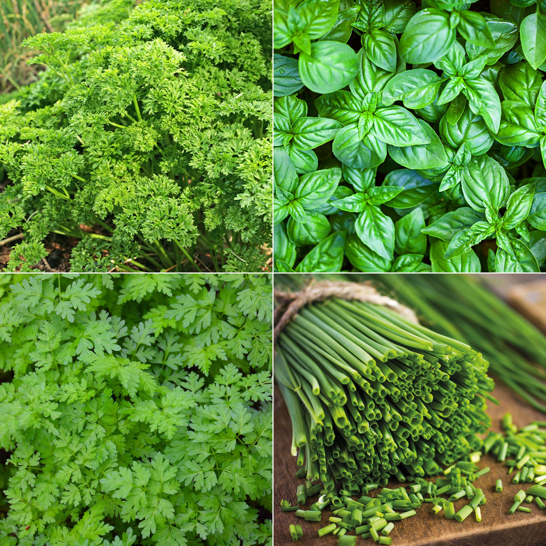 Kräuter Mischung (Petersilie, Basilikum, Kerbel, Schnittlauch)