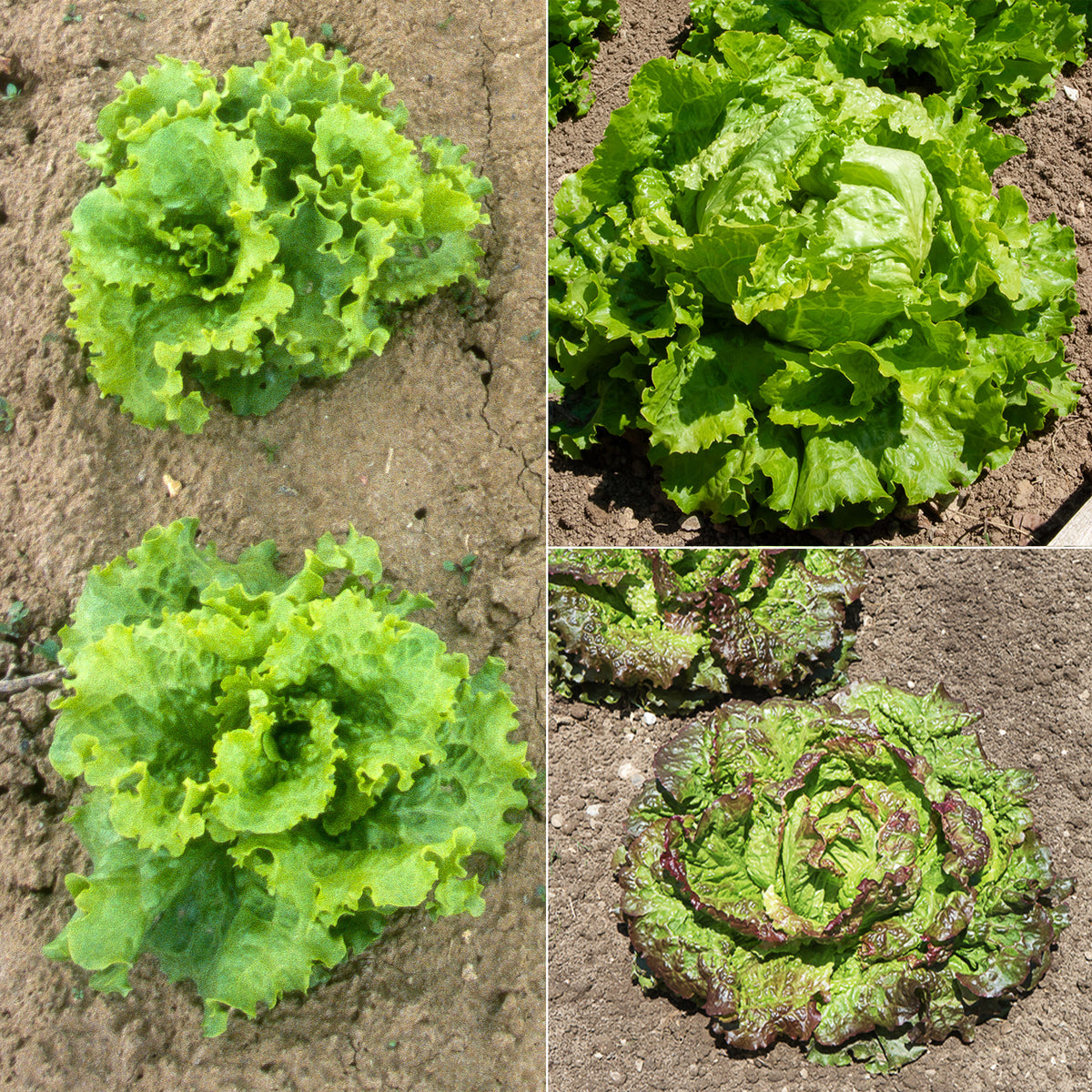 Batavia-Salat-Kollektion (x3)