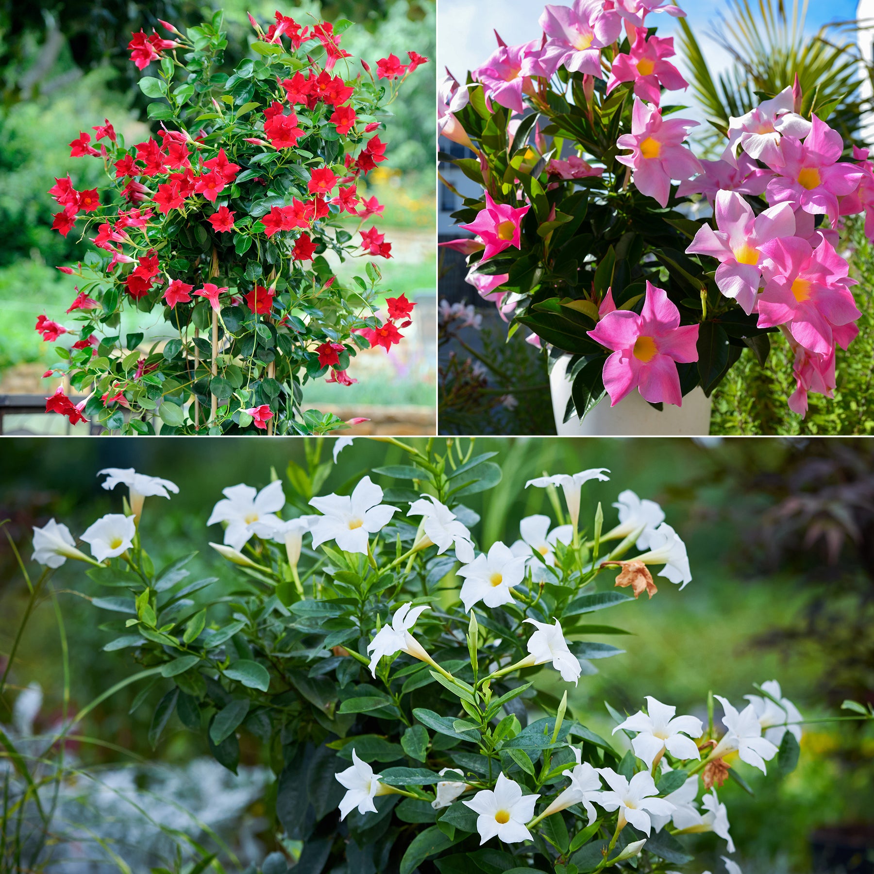 Dipladenia Mischung (x3)