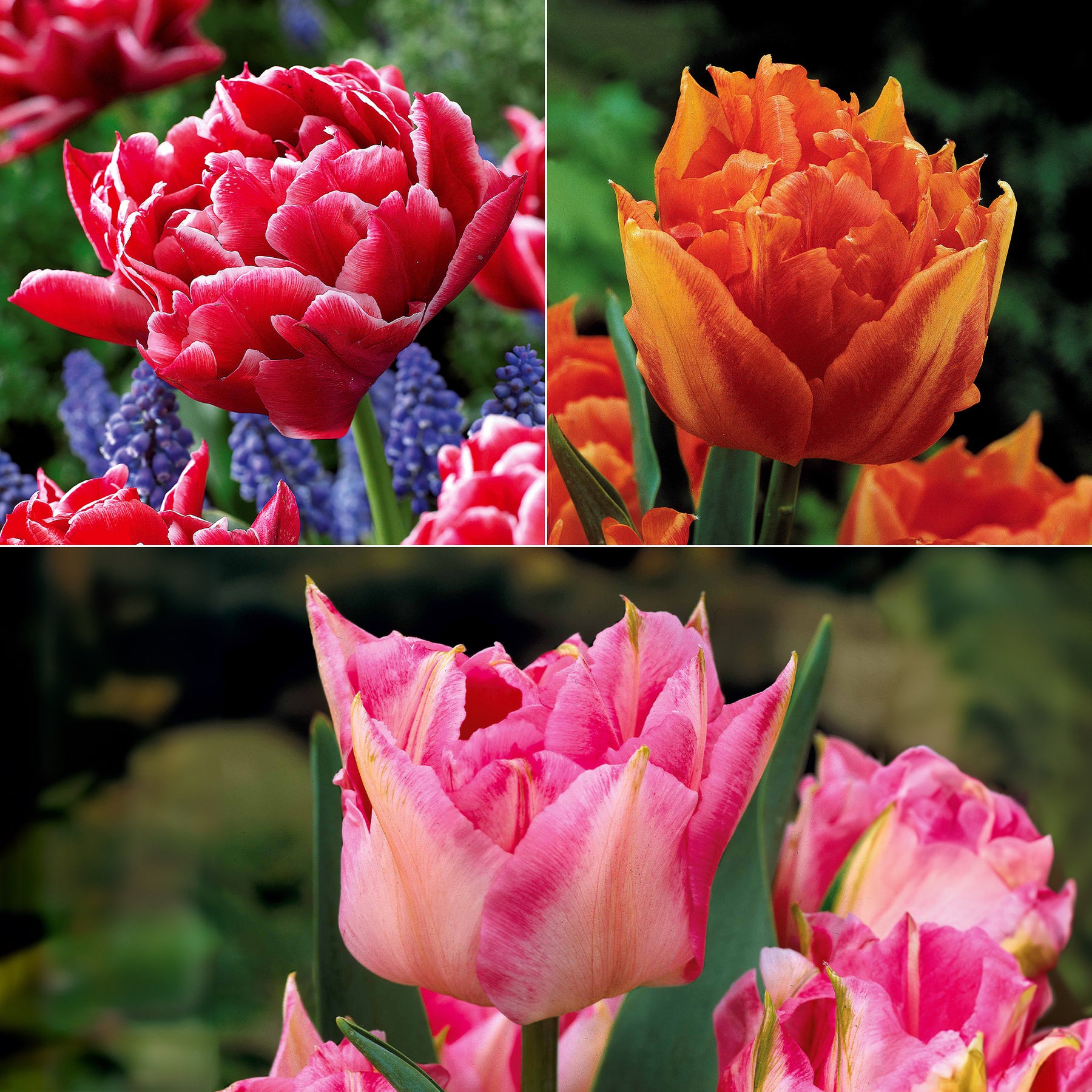 Tulpen frühblühende Murillo-Mischung (x25)