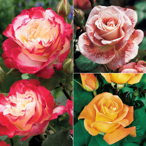 Beetrosen-Kollektion (x3)