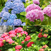 Hortensien-Sammlung: rot, blau, rosa (x3)