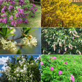 Hecken-Kollektion blühend & duftend (x12)