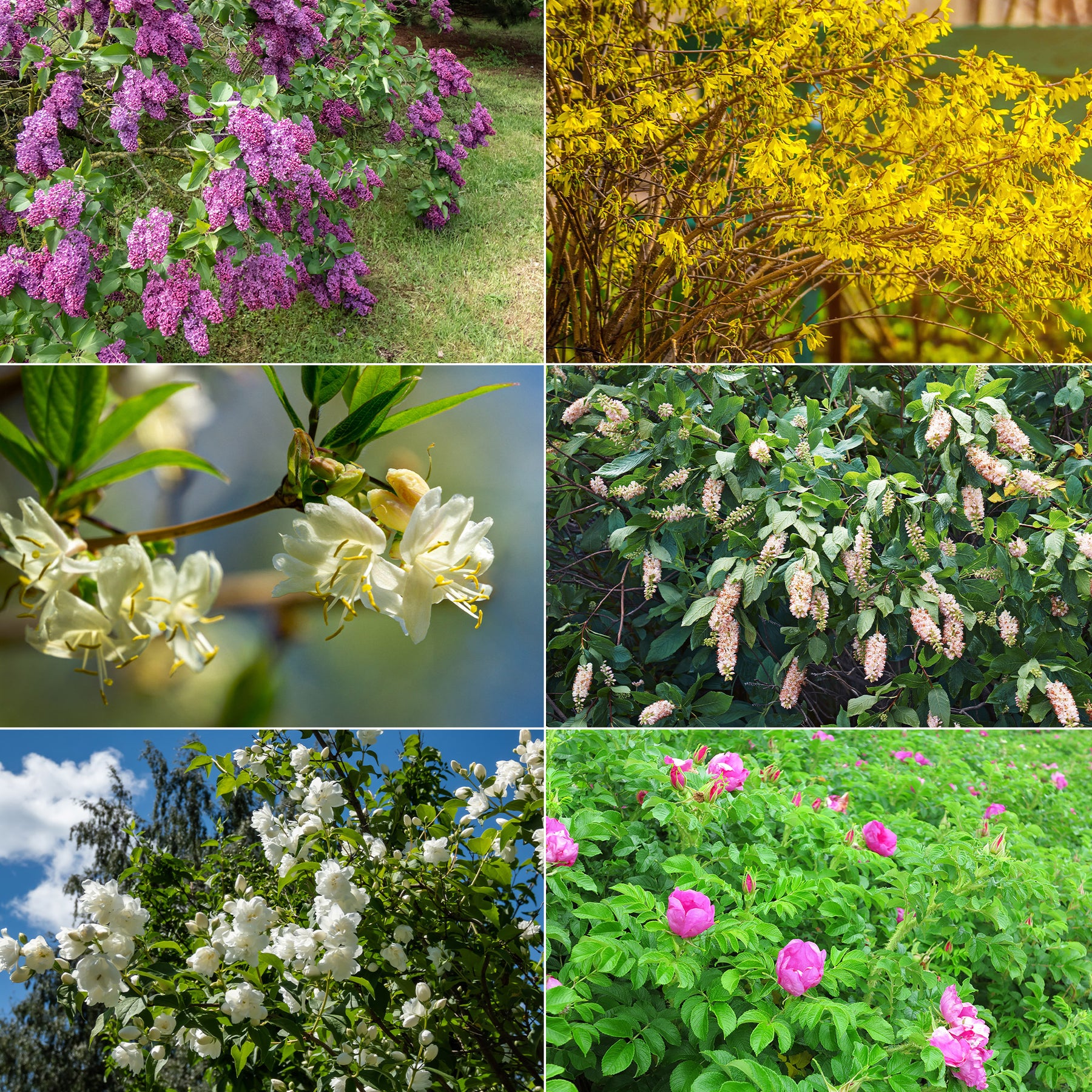 Hecken-Kollektion blühend & duftend (x12)