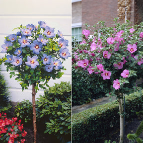 Sammlung von Gartenhibiskus auf Stamm (x2)