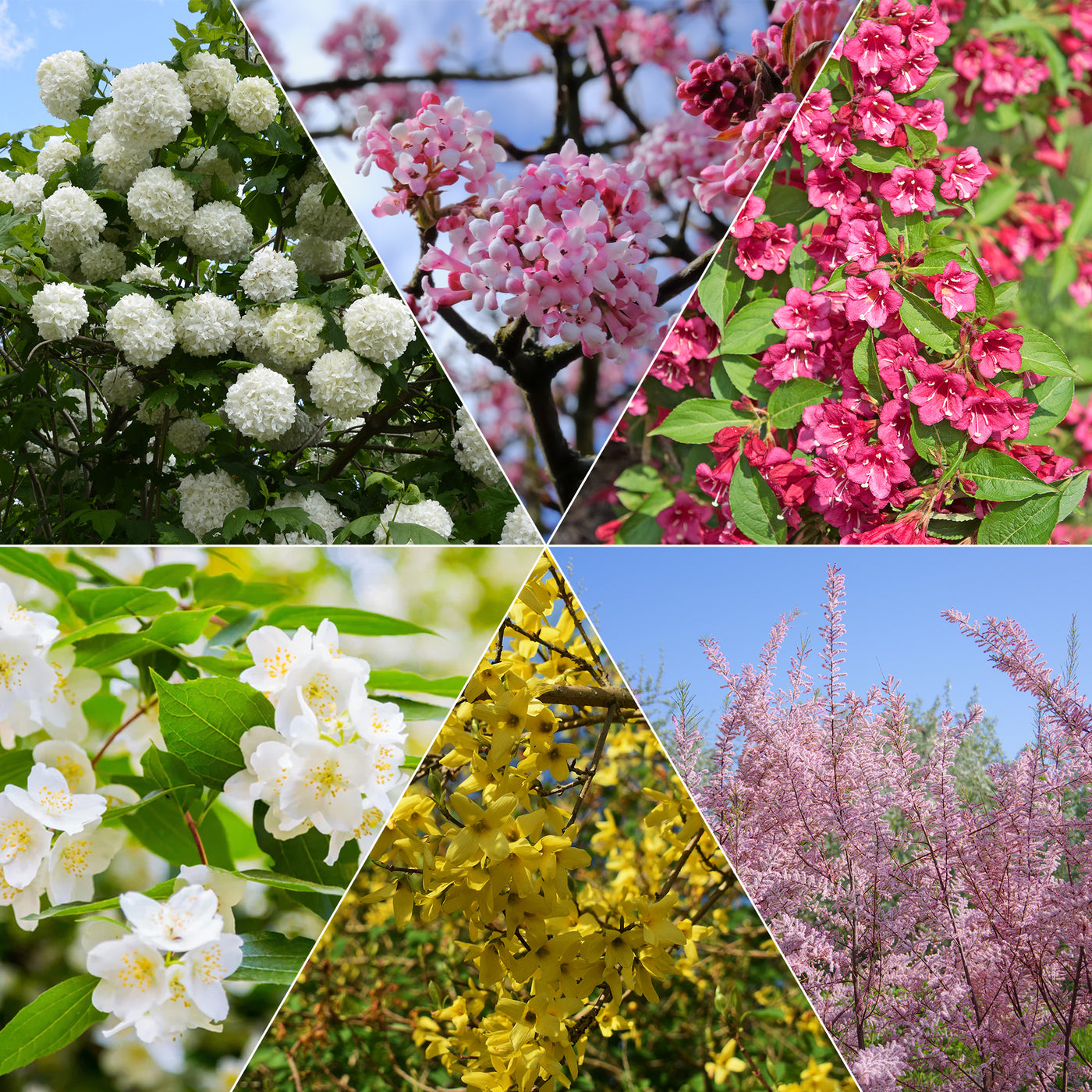 Vier-Jahreszeiten-Hecke (x6) - Willemse