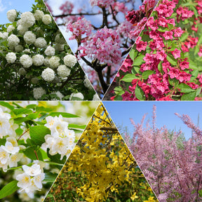 Vier-Jahreszeiten-Hecke (x6) - Willemse