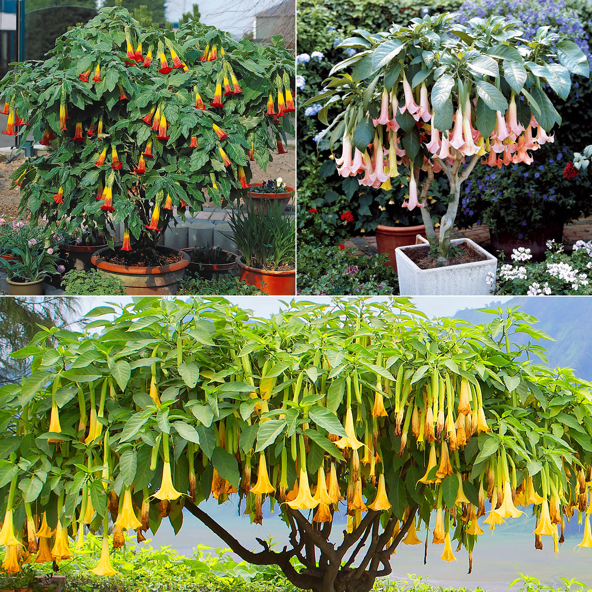 Brugmansia-Sammlung: Rot und Gold, Gelb, Rosa. (x3)