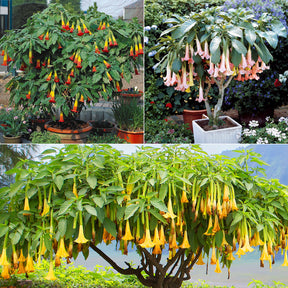 Brugmansia-Sammlung: Rot und Gold, Gelb, Rosa. (x3)