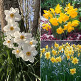 Narzissen-Kollektion 'Fortune' & 'Rijnveld Early Sensation' (x30)