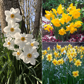 Narzissen-Kollektion 'Fortune' & 'Rijnveld Early Sensation' (x30)