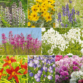 Sommerblumenbeet – Staudenmix (18 Pflanzen)