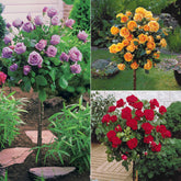 Stammrosen-Kollektion (x3)