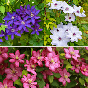 Clematis-Kollektion 'Ville de Lyon', 'Miss Bateman', 'President' (x3) - Willemse