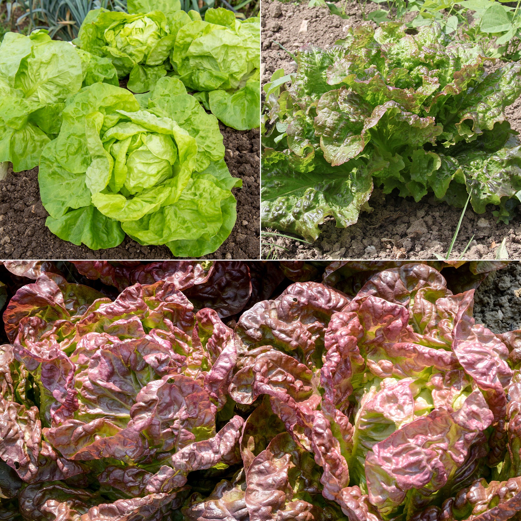 Salat-Kollektion für 6 Monate