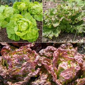 Salat-Kollektion für 6 Monate