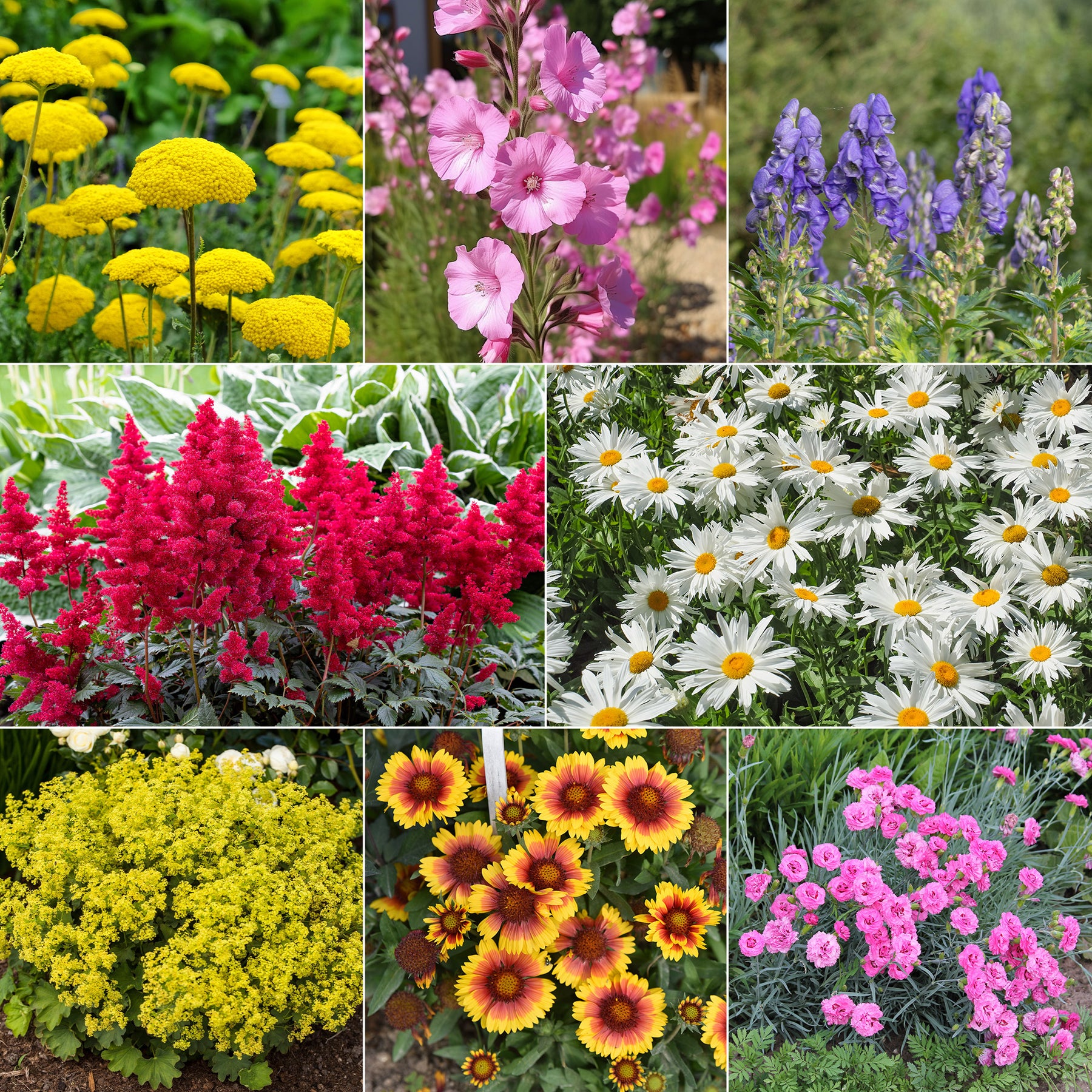 Pflegeleichtes Staudenbeet - Fläche ca. 1,5 m²