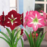 Riesen-Amaryllis-Kollektion (x2)
