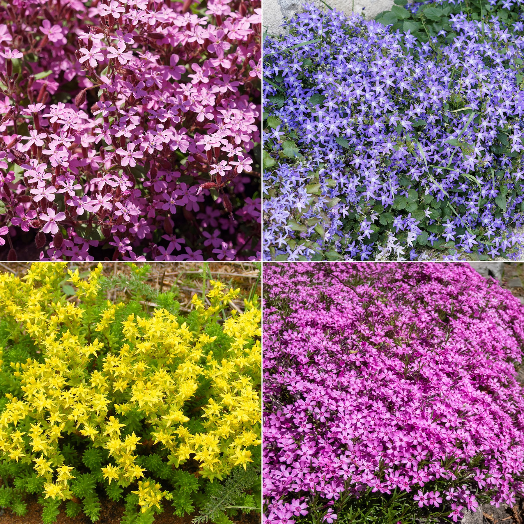 Bodendecker Stauden Mischung - Saponaria ocymoides, Campanula poscharskyana, Sedum acre, Phlox subulata