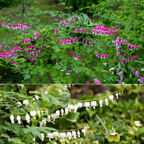 Tränendes Herz Mischung (3 rosa + 1 weiß) (x4) - Dicentra spectabilis