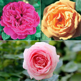 Englische Rosen Kollektion (x3)