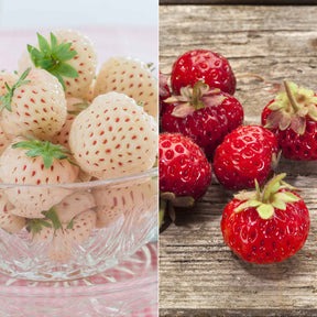 Erdbeeren-Kollektion 'Pineberry' & 'Framberry' (x4)