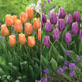 Triumph-Tulpen Kollektion ‘Belleville’ & ‘Blue Beauty’ (x20)