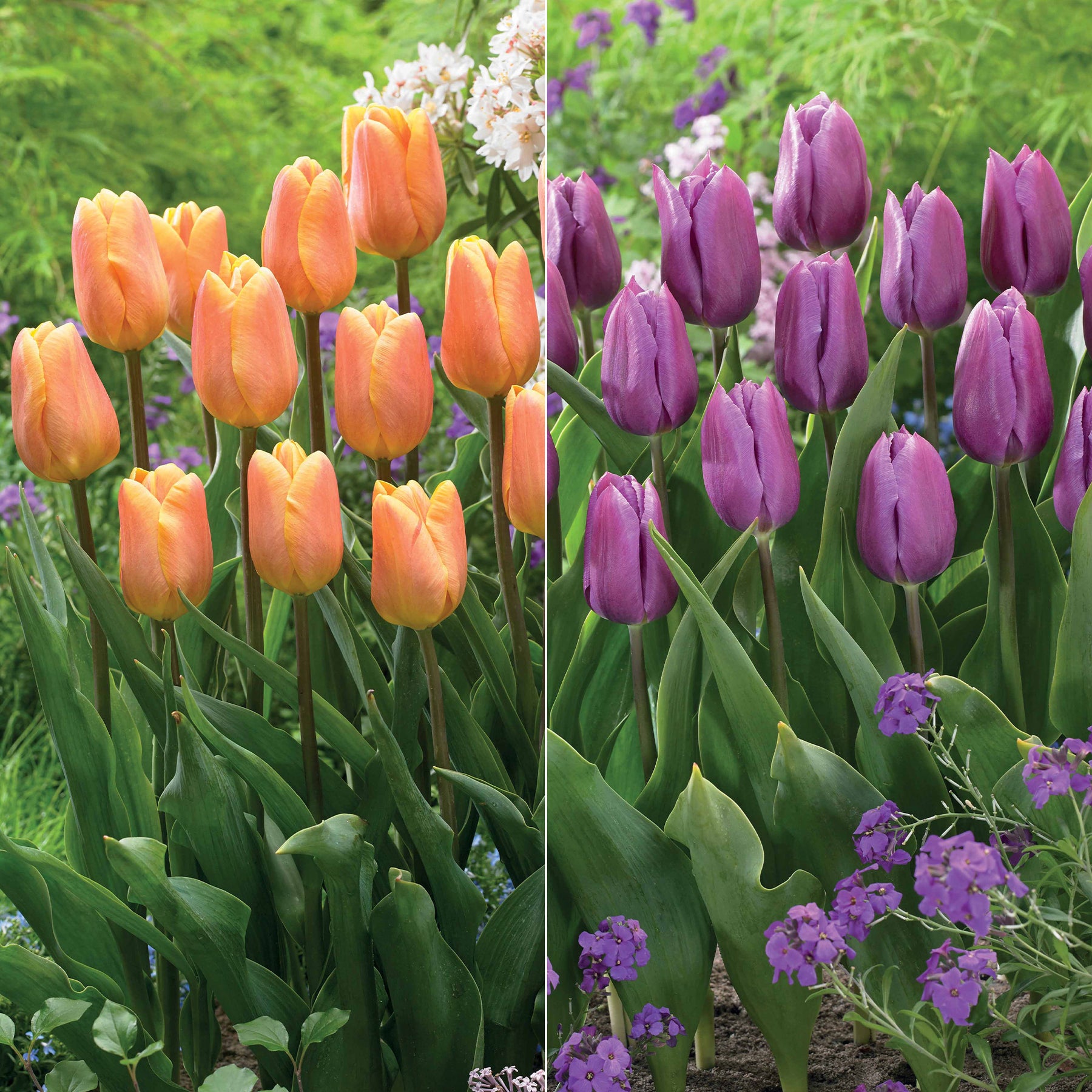 Triumph-Tulpen Kollektion ‘Belleville’ & ‘Blue Beauty’ (x20)