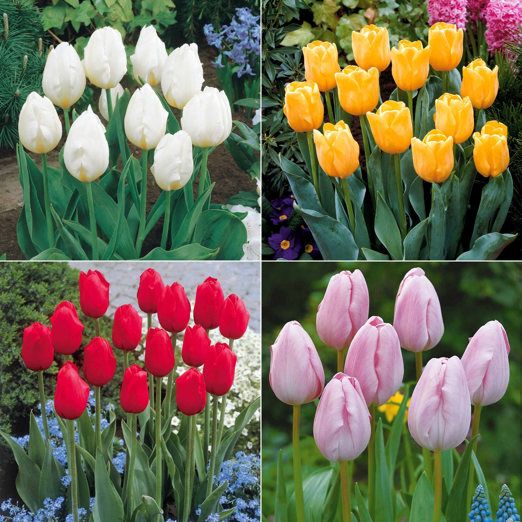 Langstielige Tulpen-Kollektion (x20) für Vasen